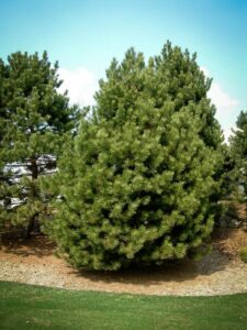 Сосна Чёрная (Pinus Nigra) купить по цене от 270.00р. в интернет-магазине «Посадика» с доставкой почтой в в Спас-Деменске и по всей России – [изображение №1].