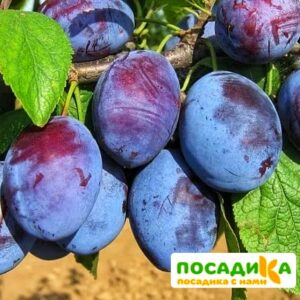 Слива Чачакская ранняя купить по цене от 229.00р. в интернет-магазине «Посадика» с доставкой почтой в в Спас-Деменске и по всей России – [изображение №1].