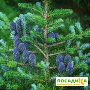 Пихта корейская (Abies koreana) купить по цене от 450.00р. в интернет-магазине «Посадика» с доставкой почтой в в Спас-Деменске и по всей России – [изображение №1].