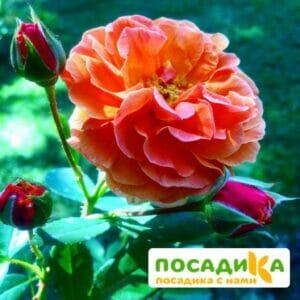 Роза Арабия купить по цене от 350.00р. в интернет-магазине «Посадика» с доставкой почтой в в Спас-Деменске и по всей России – [изображение №1].