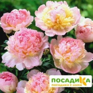 Пион Распберри Сандей (Paeonia Raspberry Sundae) купить по цене от 959р. в интернет-магазине «Посадика» с доставкой почтой в в Спас-Деменске и по всей России – [изображение №1].