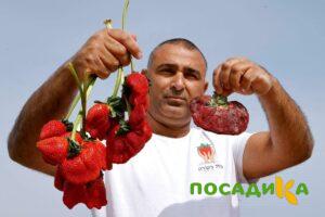 Клубника Гигант Джорнея купить по цене от 266р. в интернет-магазине «Посадика» с доставкой почтой в в Спас-Деменске и по всей России – [изображение №1].