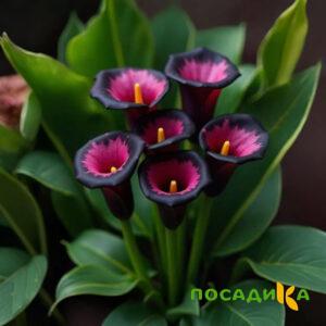 Калла Аура Лейс купить по цене от 400р. в интернет-магазине «Посадика» с доставкой почтой в в Спас-Деменске и по всей России – [изображение №1].