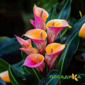 Калла Оникс купить по цене от 450р. в интернет-магазине «Посадика» с доставкой почтой в в Спас-Деменске и по всей России – [изображение №1].