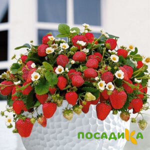 Клубника Рубиновый Шепот (горшечная) купить по цене от 240р. в интернет-магазине «Посадика» с доставкой почтой в в Спас-Деменске и по всей России – [изображение №1].