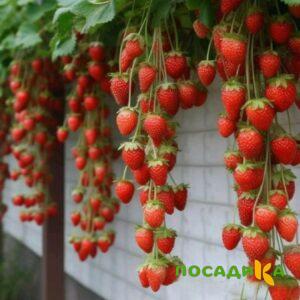 Клубника вьющаяся Комплимент купить по цене от 470р. в интернет-магазине «Посадика» с доставкой почтой в в Спас-Деменске и по всей России – [изображение №1].