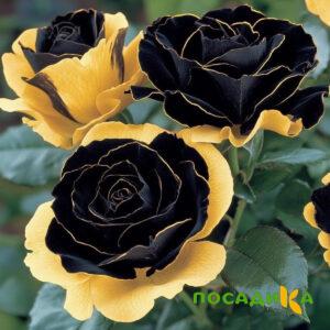 Роза Ханни Сикл купить по цене от 700р. в интернет-магазине «Посадика» с доставкой почтой в в Спас-Деменске и по всей России – [изображение №1].