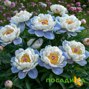 Пион акварельный Этюд купить по цене от 806р. в интернет-магазине «Посадика» с доставкой почтой в в Спас-Деменске и по всей России – [изображение №1].