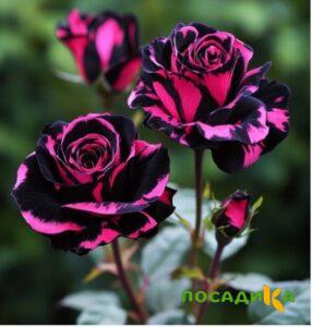 Роза Багровый Шепот купить по цене от 366р. в интернет-магазине «Посадика» с доставкой почтой в в Спас-Деменске и по всей России – [изображение №1].