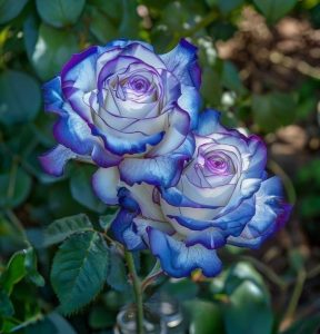 Роза Пэтолз Хоуп купить по цене от 333р. в интернет-магазине «Посадика» с доставкой почтой в в Спас-Деменске и по всей России – [изображение №1].