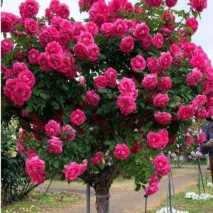 Роза Версаля купить по цене от 232р. в интернет-магазине «Посадика» с доставкой почтой в в Спас-Деменске и по всей России – [изображение №1].