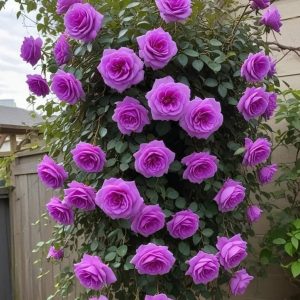 Роза Мистик Уайт купить по цене от 620р. в интернет-магазине «Посадика» с доставкой почтой в в Спас-Деменске и по всей России – [изображение №1].