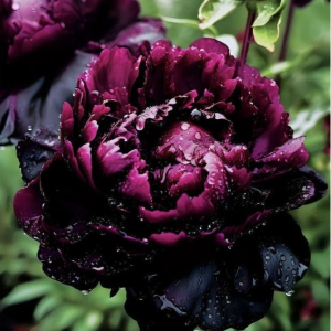 Пион Темный Сад купить по цене от 421р. в интернет-магазине «Посадика» с доставкой почтой в в Спас-Деменске и по всей России – [изображение №1].