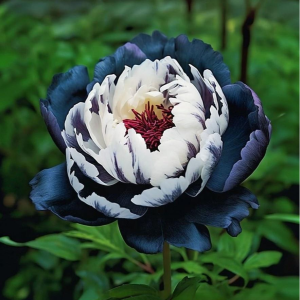 Пион Древовидный Инь-Янь купить по цене от 419р. в интернет-магазине «Посадика» с доставкой почтой в в Спас-Деменске и по всей России – [изображение №1].