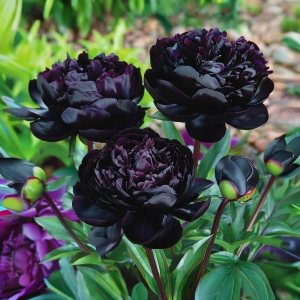 Пион Королевский Бархат купить по цене от 419р. в интернет-магазине «Посадика» с доставкой почтой в в Спас-Деменске и по всей России – [изображение №1].