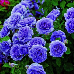 Роза Блю Мун купить по цене от 450р. в интернет-магазине «Посадика» с доставкой почтой в в Спас-Деменске и по всей России – [изображение №1].