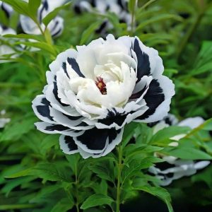 Пион Монохромный Шик купить по цене от 429р. в интернет-магазине «Посадика» с доставкой почтой в в Спас-Деменске и по всей России – [изображение №1].