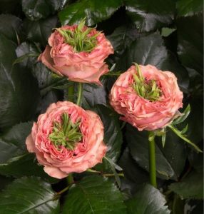 Роза Амбер Инчант купить по цене от 495р. в интернет-магазине «Посадика» с доставкой почтой в в Спас-Деменске и по всей России – [изображение №1].