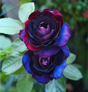 Роза Скарлет Рэвери купить по цене от 489р. в интернет-магазине «Посадика» с доставкой почтой в в Спас-Деменске и по всей России – [изображение №1].