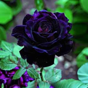 Роза Блэк Пантер купить по цене от 319р. в интернет-магазине «Посадика» с доставкой почтой в в Спас-Деменске и по всей России – [изображение №1].