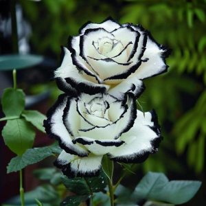 Роза Силк Ивин купить по цене от 319р. в интернет-магазине «Посадика» с доставкой почтой в в Спас-Деменске и по всей России – [изображение №1].