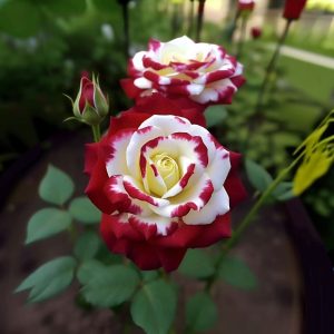 Роза Роял Глом купить по цене от 401р. в интернет-магазине «Посадика» с доставкой почтой в в Спас-Деменске и по всей России – [изображение №1].