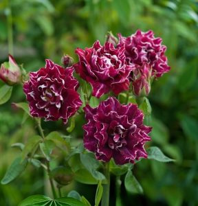 Роза Опаловый Пейзаж купить по цене от 490р. в интернет-магазине «Посадика» с доставкой почтой в в Спас-Деменске и по всей России – [изображение №1].