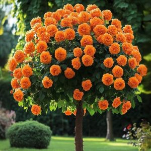 Роза Солнечный Шарм купить по цене от 349р. в интернет-магазине «Посадика» с доставкой почтой в в Спас-Деменске и по всей России – [изображение №1].