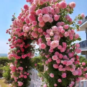 Роза Пастель Розе купить по цене от 605р. в интернет-магазине «Посадика» с доставкой почтой в в Спас-Деменске и по всей России – [изображение №1].