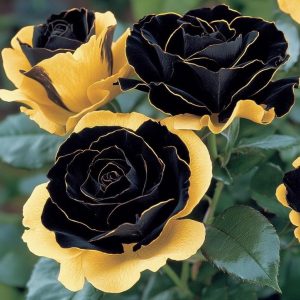 Роза Ханни Сикл купить по цене от 700р. в интернет-магазине «Посадика» с доставкой почтой в в Спас-Деменске и по всей России – [изображение №1].