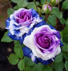 Роза Айвори Каскад купить по цене от 420р. в интернет-магазине «Посадика» с доставкой почтой в в Спас-Деменске и по всей России – [изображение №1].