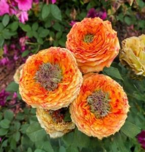 Роза Золотой Мираж купить по цене от 420р. в интернет-магазине «Посадика» с доставкой почтой в в Спас-Деменске и по всей России – [изображение №1].