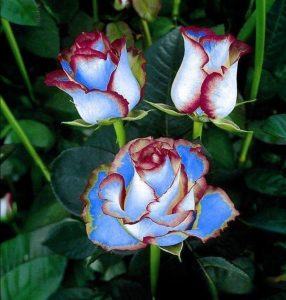 Роза Сафайер Пэтл купить по цене от 450р. в интернет-магазине «Посадика» с доставкой почтой в в Спас-Деменске и по всей России – [изображение №1].