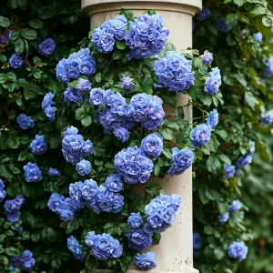 Роза плетистая Блю Перпл купить по цене от 540р. в интернет-магазине «Посадика» с доставкой почтой в в Спас-Деменске и по всей России – [изображение №1].